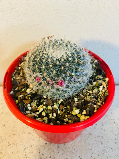 Cacti - Mammillaria Hahniana - Old Lady Cactus