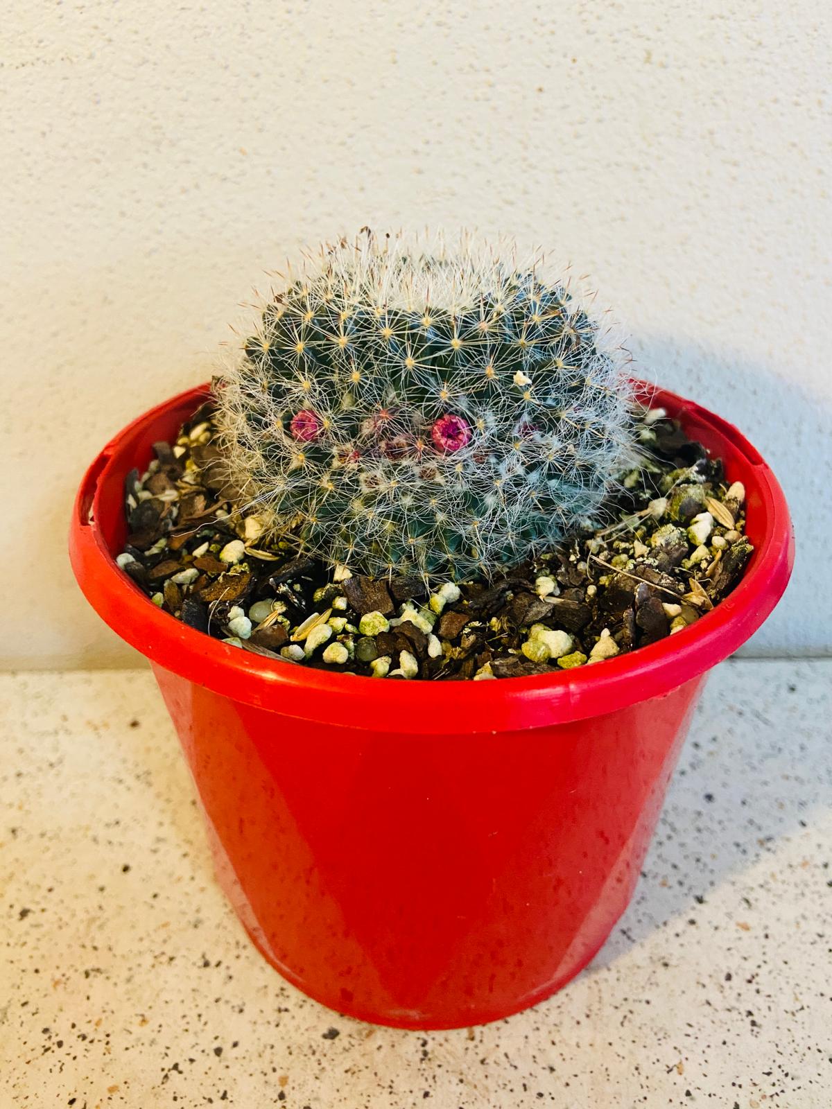 Cacti - Mammillaria Hahniana - Old Lady Cactus