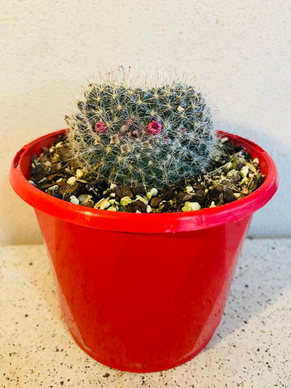 Cacti - Mammillaria Hahniana - Old Lady Cactus