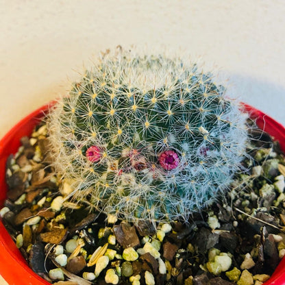 Cacti - Mammillaria Hahniana - Old Lady Cactus