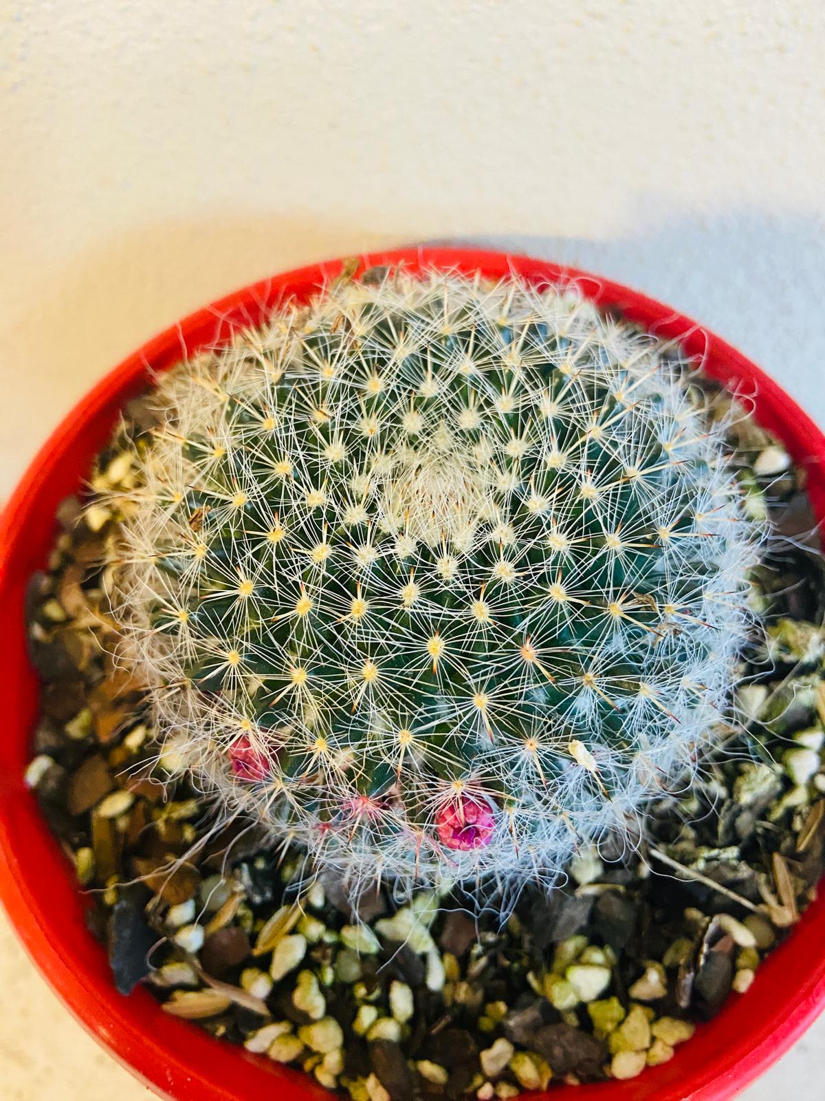 Cacti - Mammillaria Hahniana - Old Lady Cactus