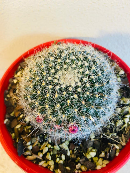 Cacti - Mammillaria Hahniana - Old Lady Cactus