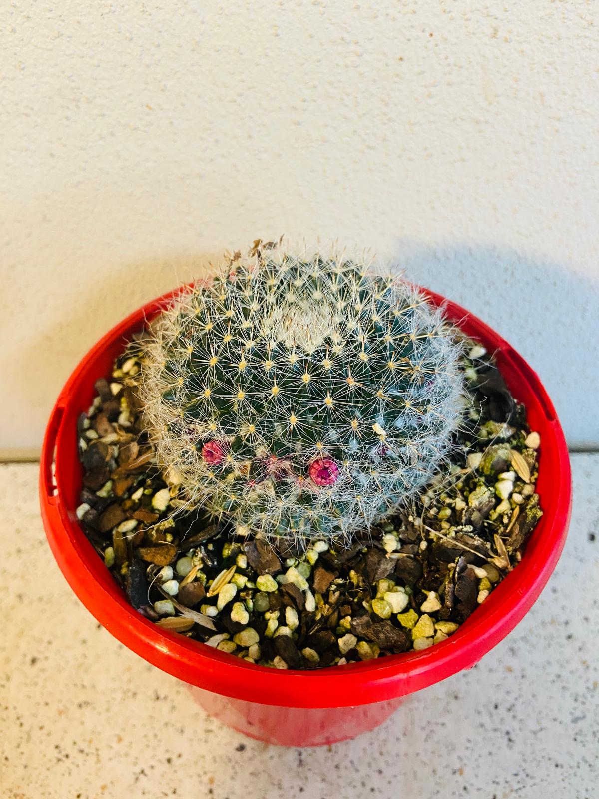 Cacti - Mammillaria Hahniana - Old Lady Cactus