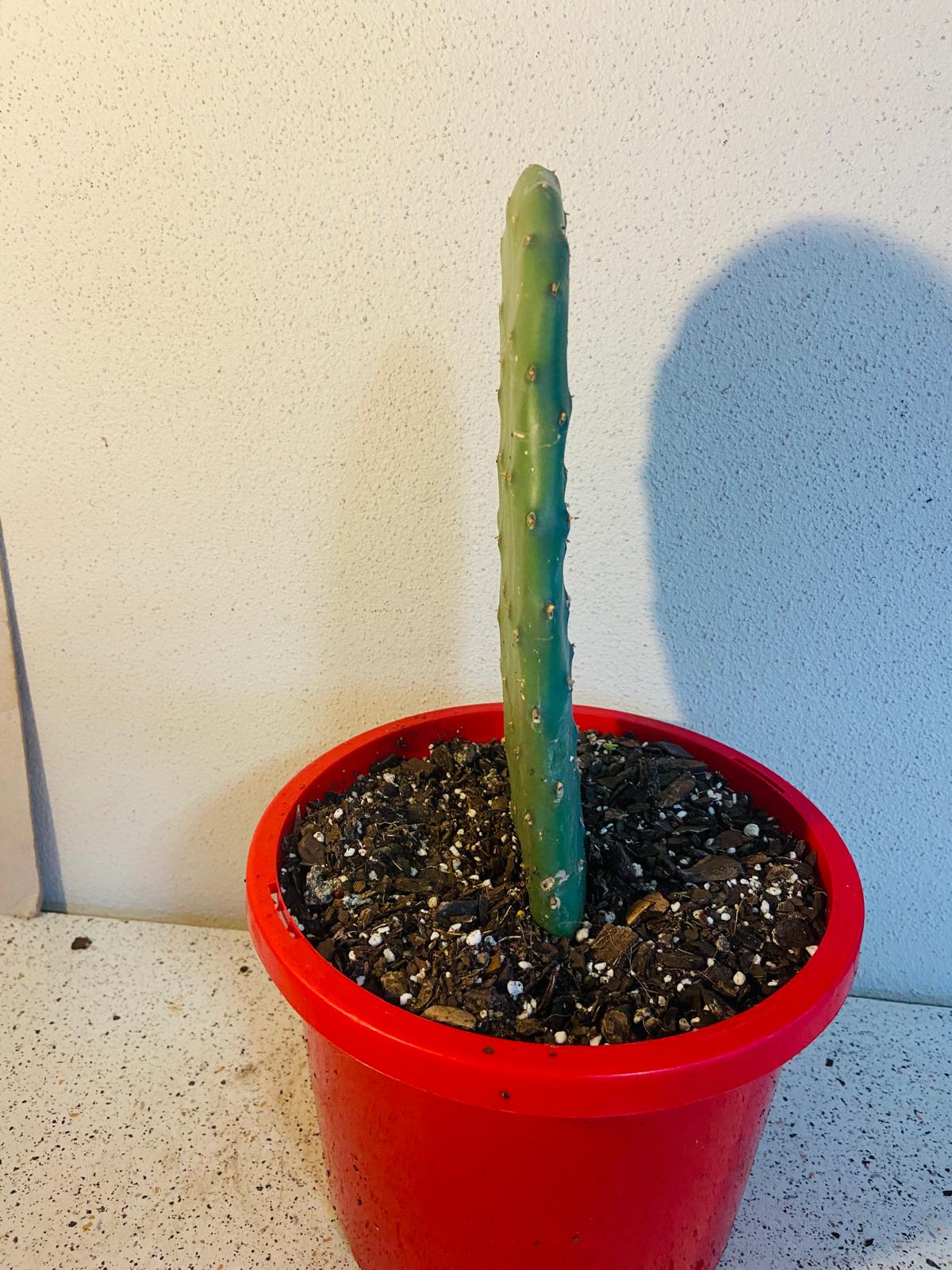 Young Opuntia Ficus Indica plant in a pot, ready for shipment across Australia, with visible healthy roots.