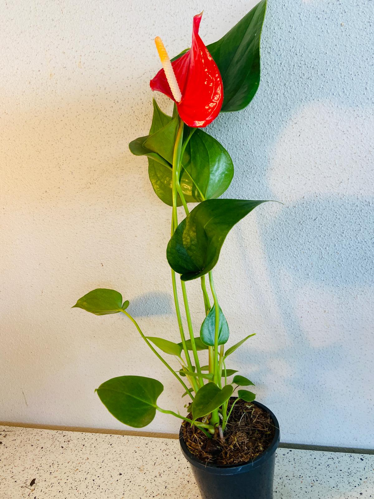 Anthurium Red Merlot