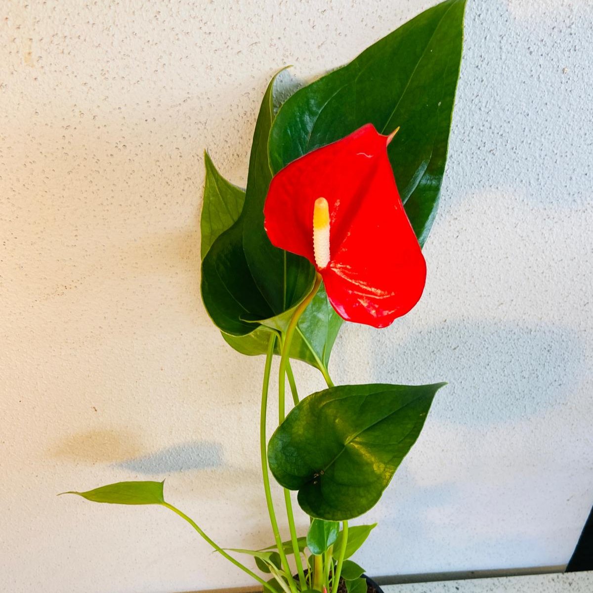 Anthurium Red Merlot