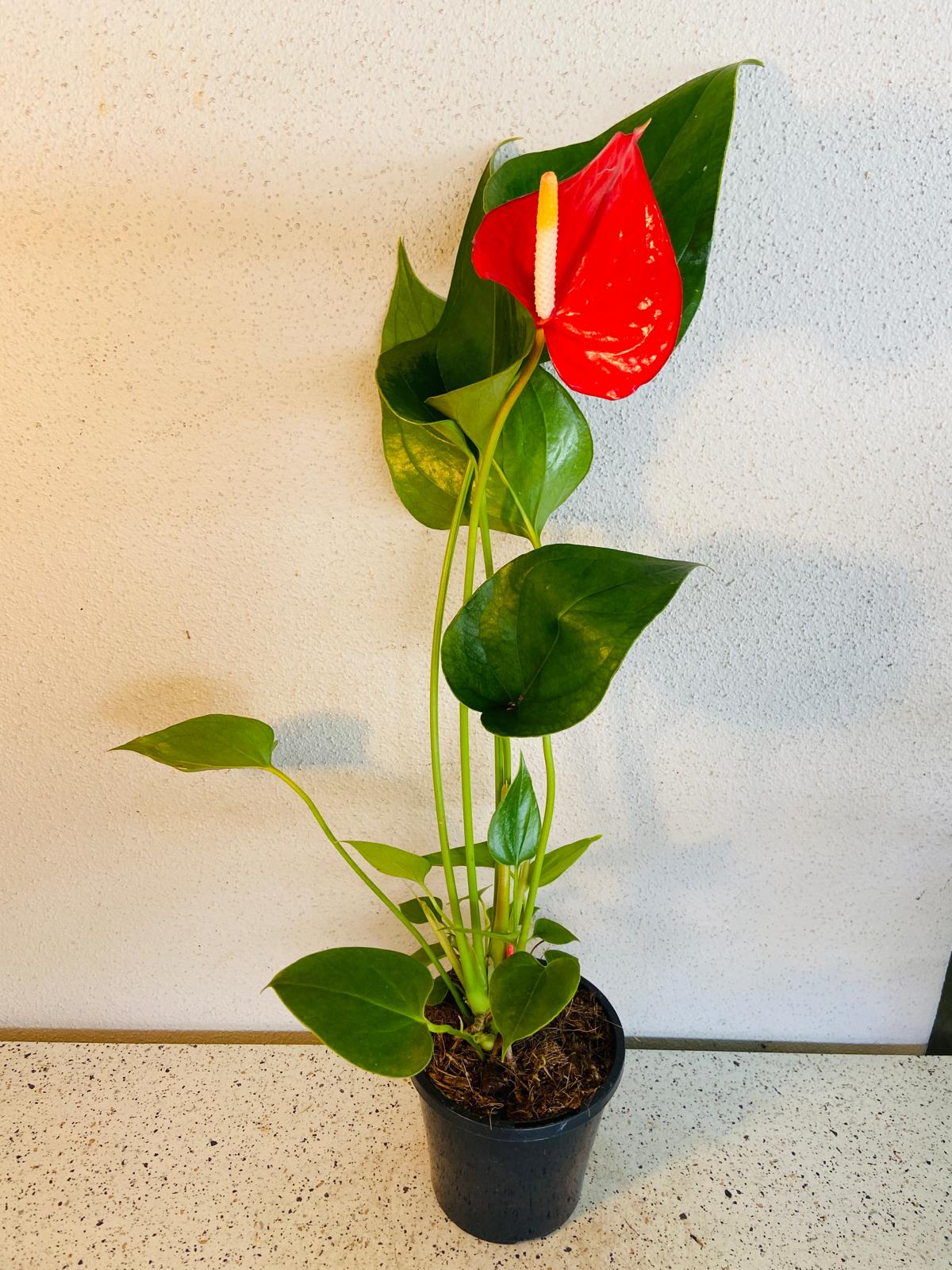 Anthurium Red Merlot