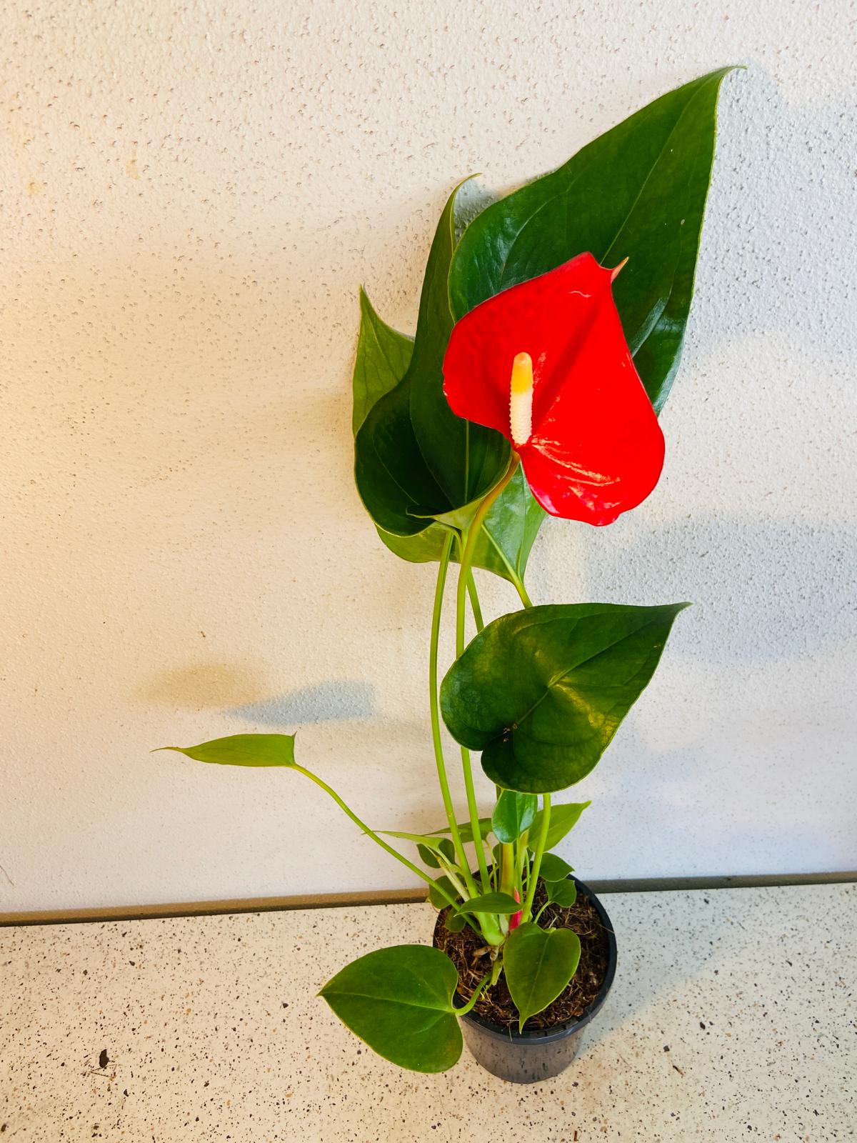 Anthurium Red Merlot