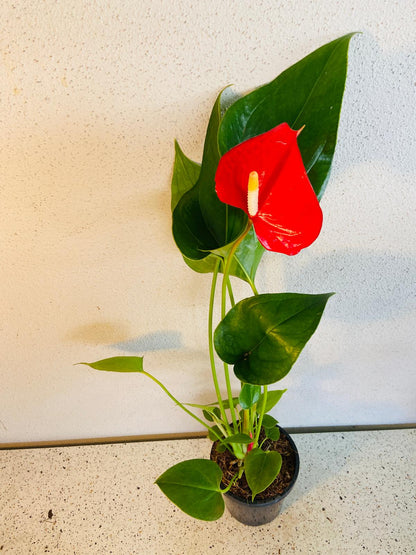 Anthurium Red Merlot