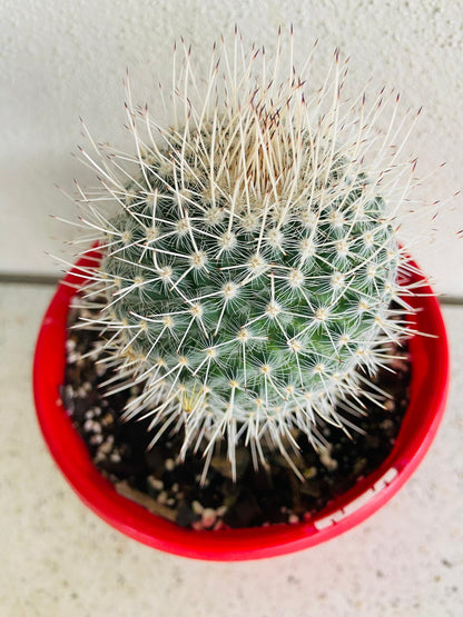 Cacti - Pincushion Cactus Geminispina