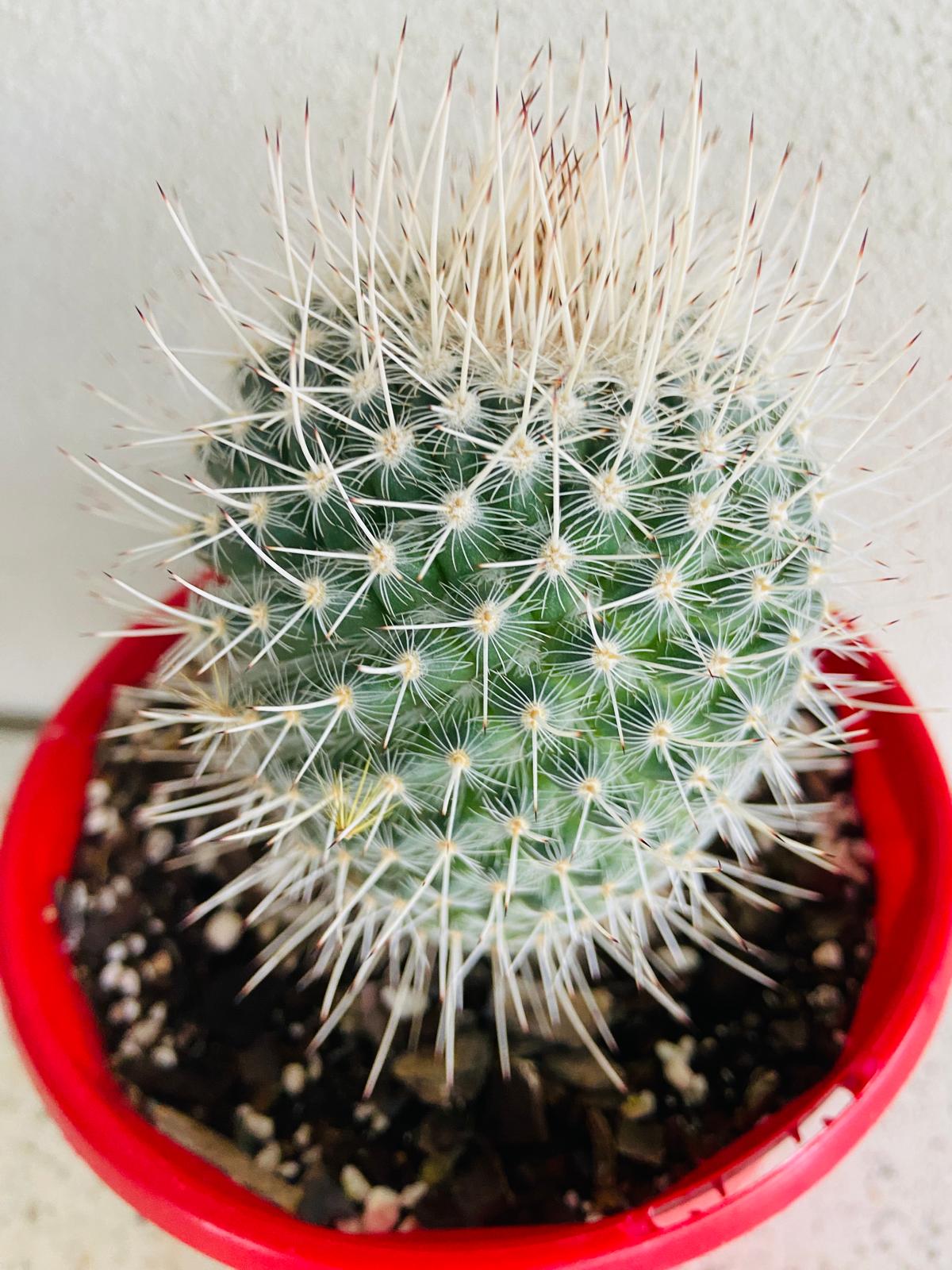 Cacti - Pincushion Cactus Geminispina