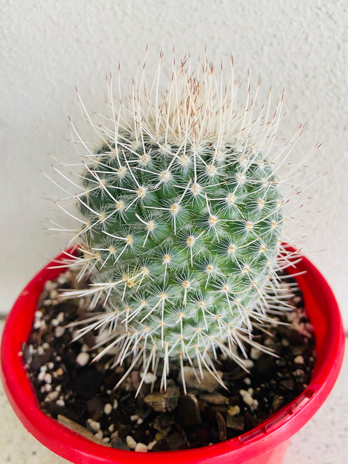 Cacti - Pincushion Cactus Geminispina