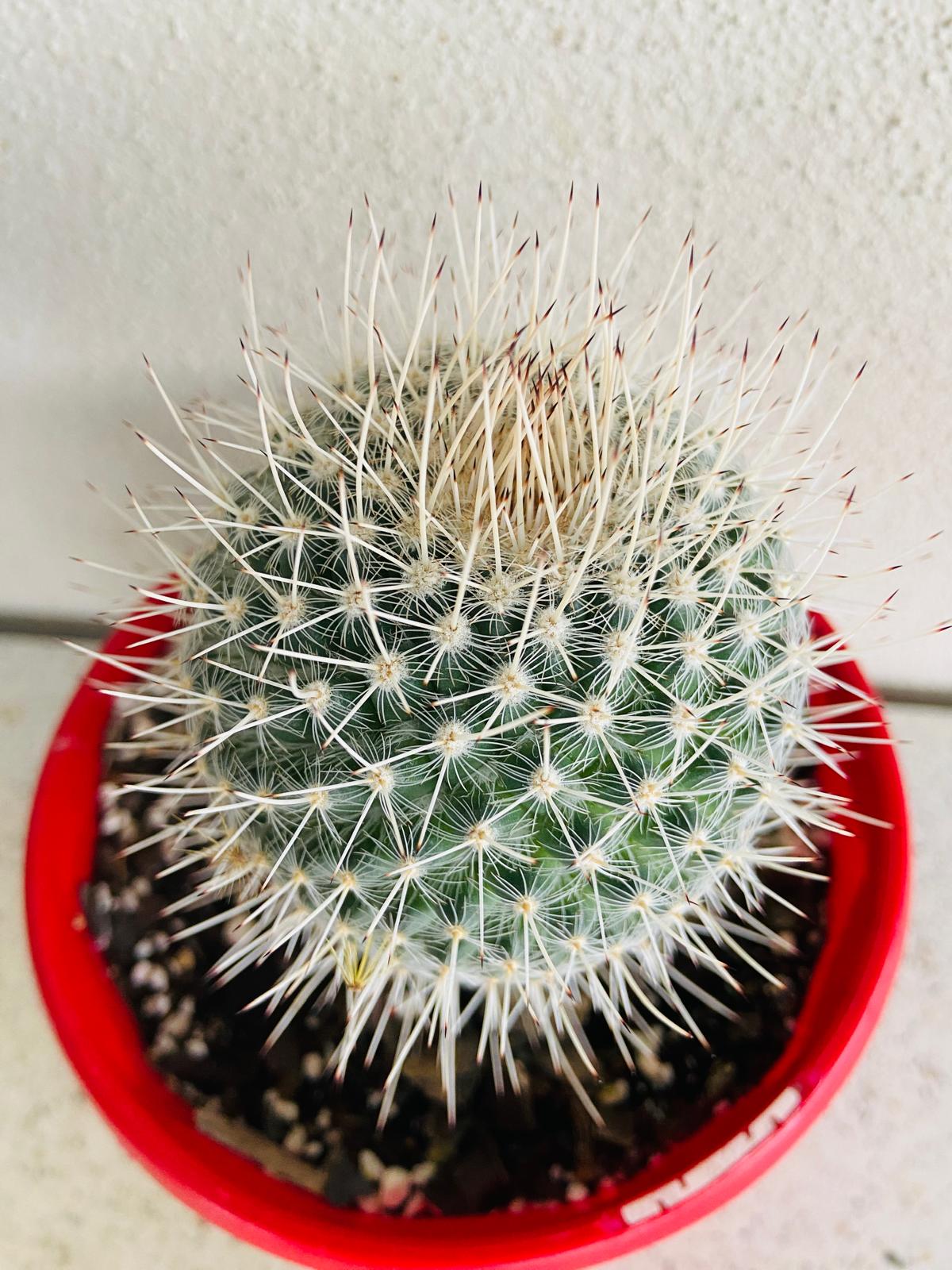 Cacti - Pincushion Cactus Geminispina