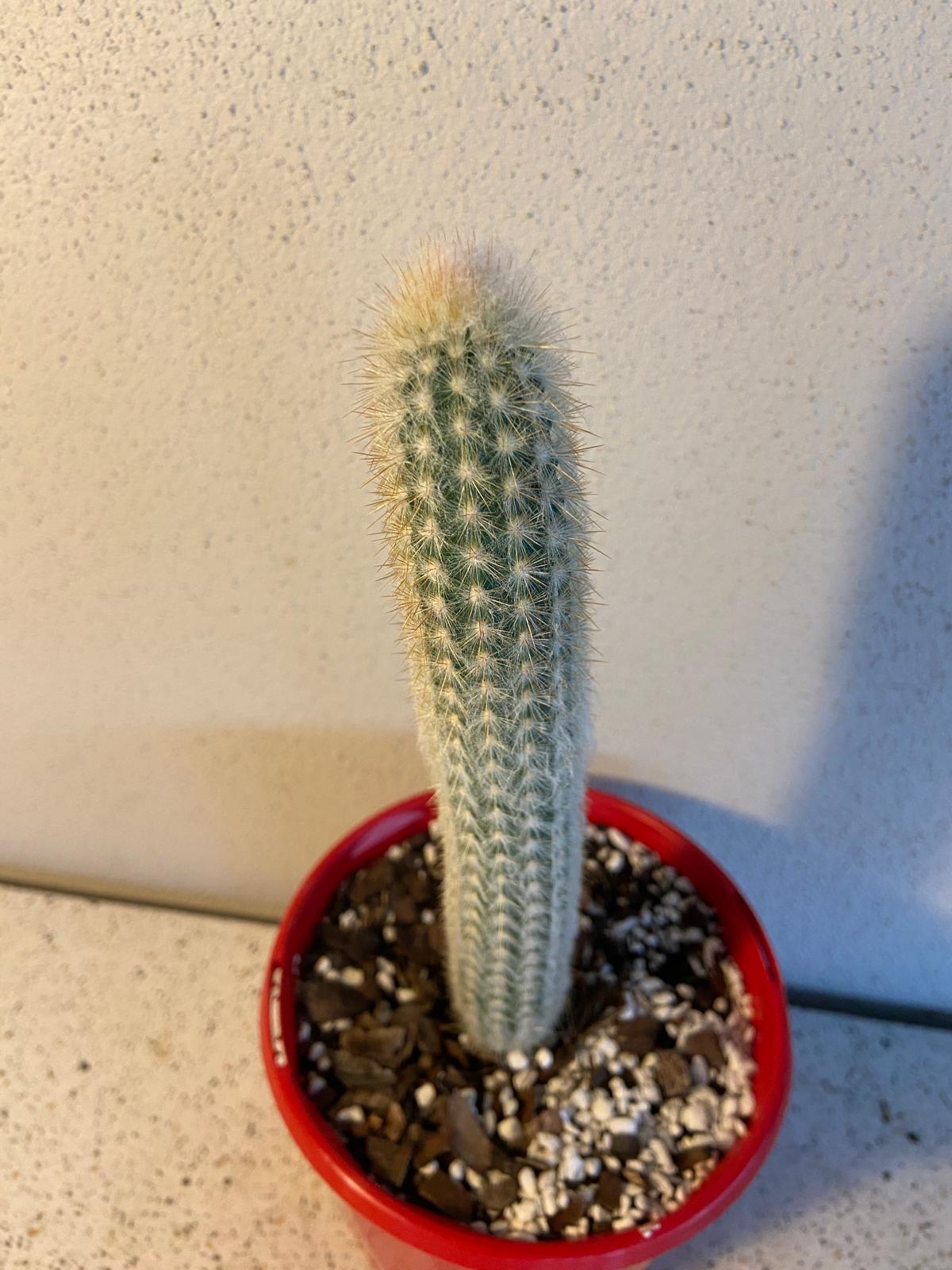 Cacti - Micranthocereus Flaviflorus