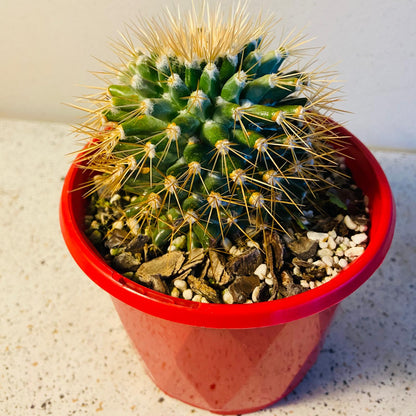 Cacti -Pincushion Cactus Nivosa