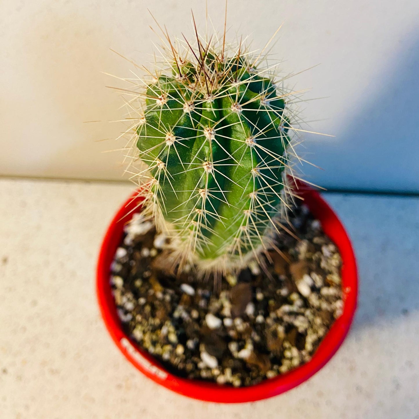 Cacti - Echinocereus Polycantha - Donna Ana