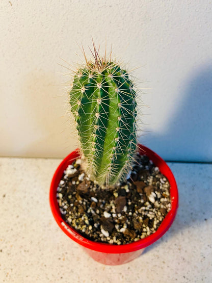 Cacti - Echinocereus Polycantha - Donna Ana