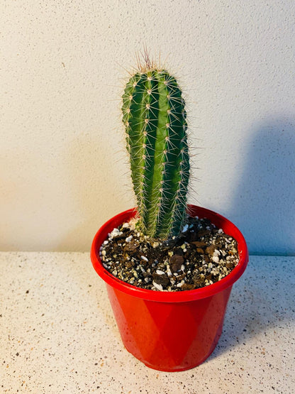 Cacti - Echinocereus Polycantha - Donna Ana