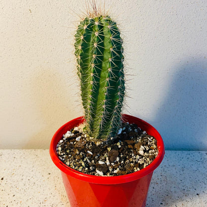 Cacti - Echinocereus Polycantha - Donna Ana