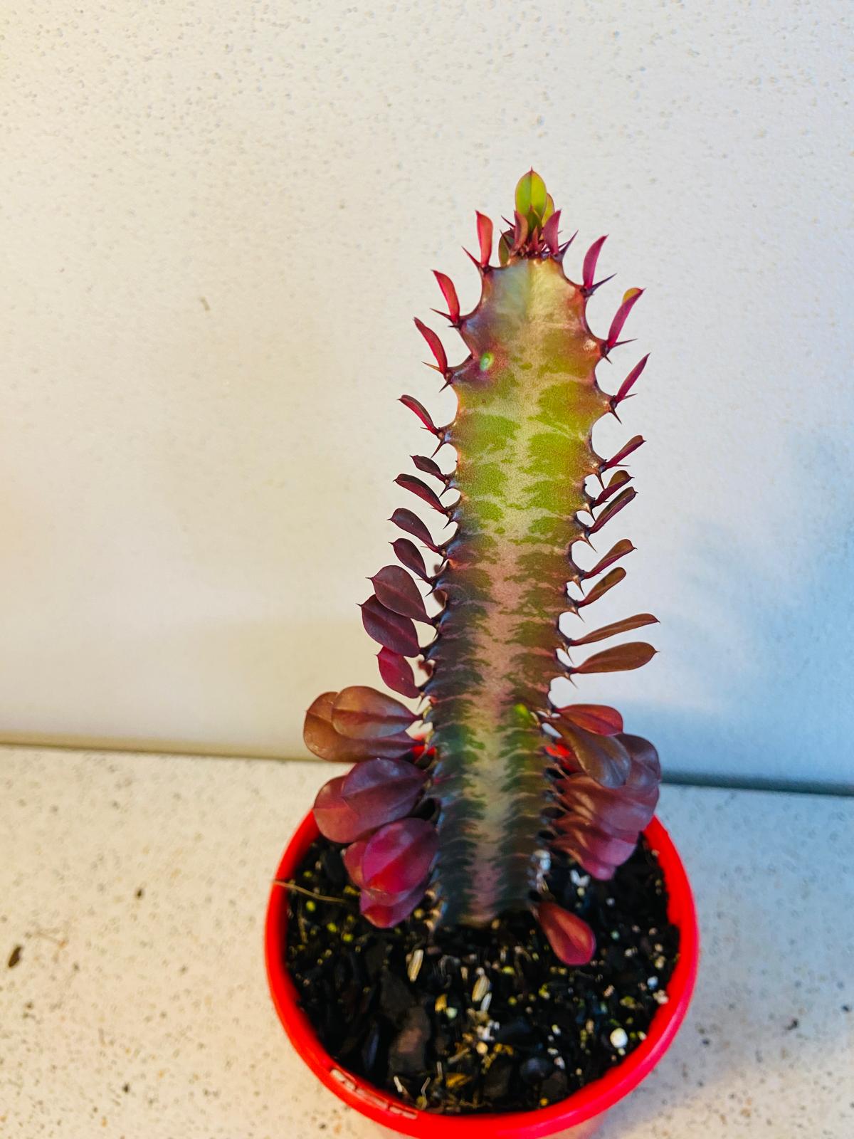 Euphorbia Trigona Purpurea 'Royal Red'