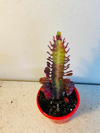 Euphorbia Trigona Purpurea 'Royal Red'