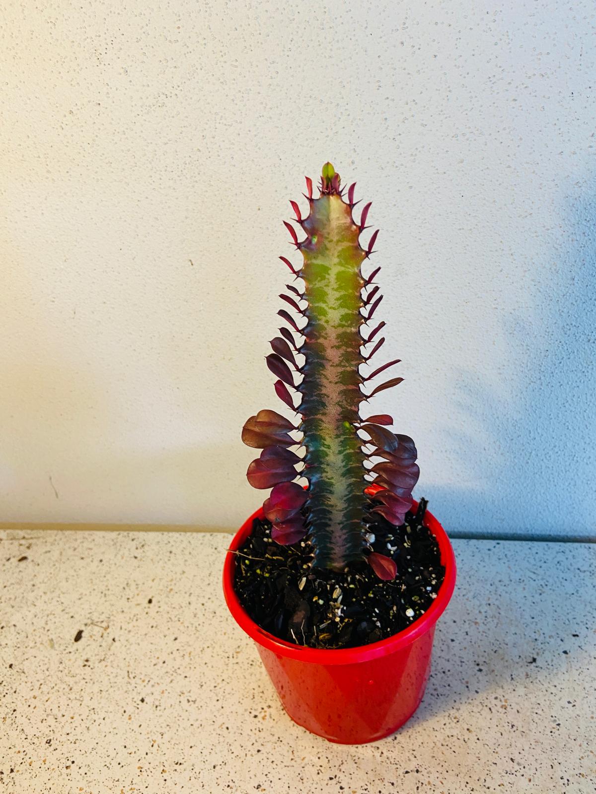 Euphorbia Trigona Purpurea 'Royal Red'