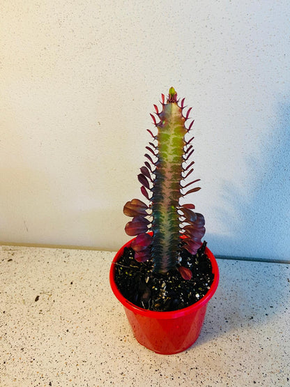 Euphorbia Trigona Purpurea 'Royal Red'