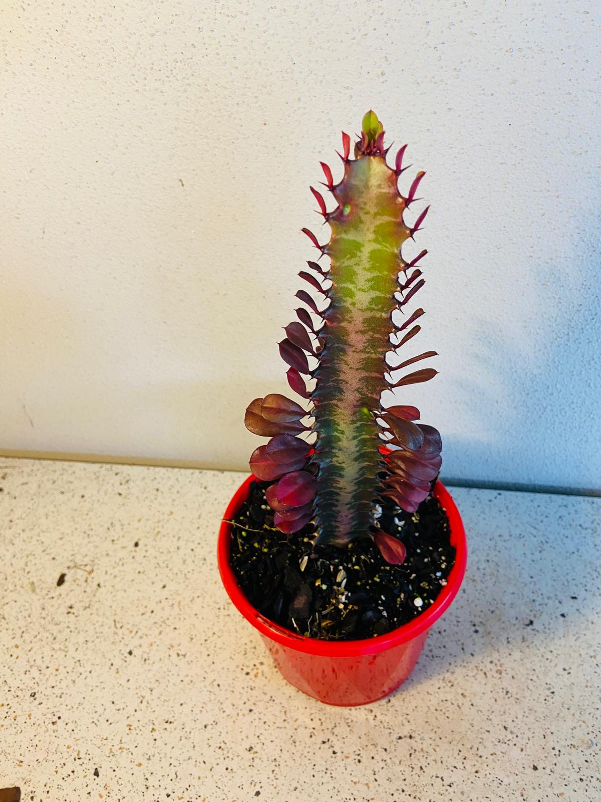 Euphorbia Trigona Purpurea 'Royal Red'