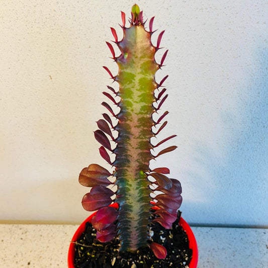 Euphorbia Trigona Purpurea 'Royal Red'