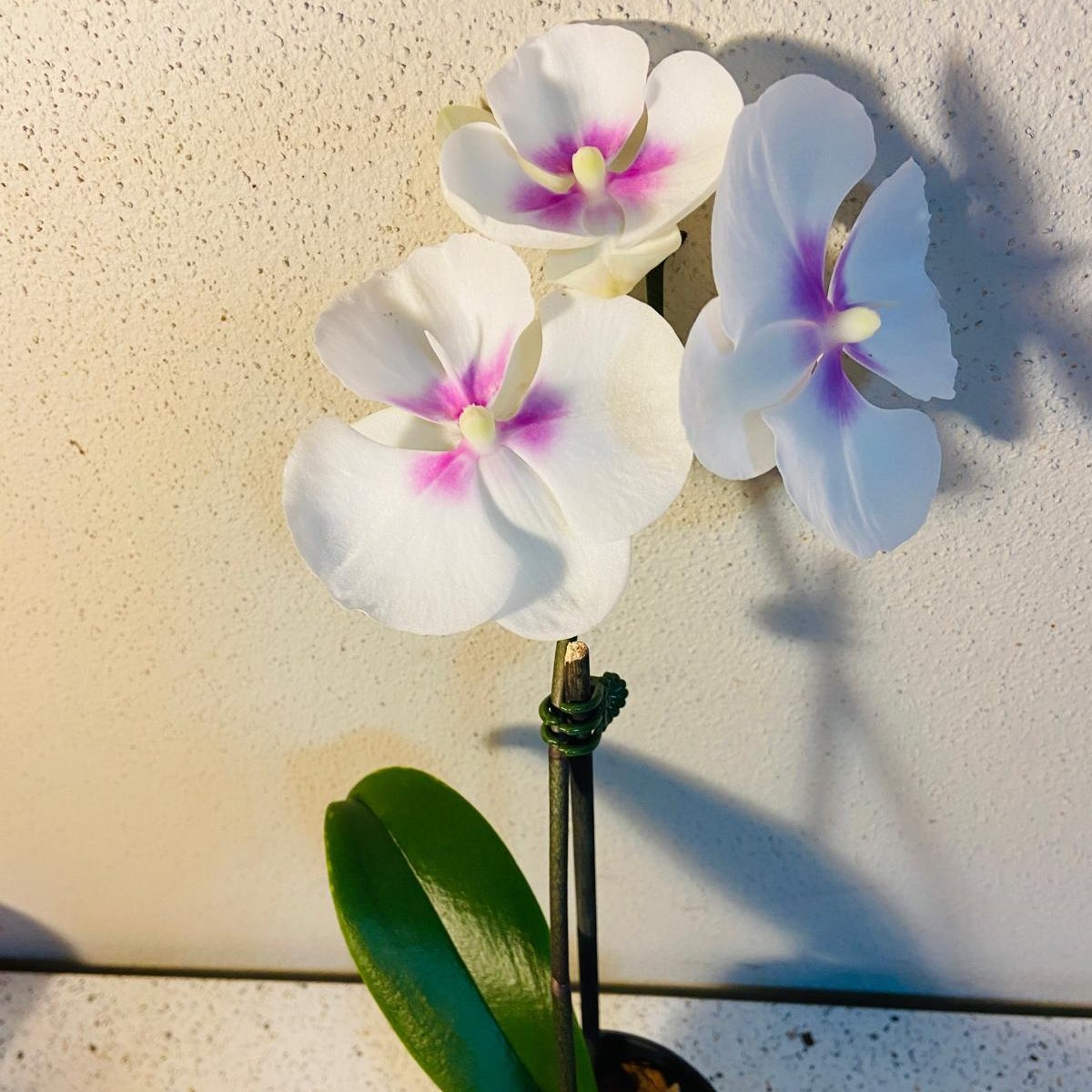 Phal. King Car Lollipop #57