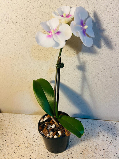 Phal. King Car Lollipop #57