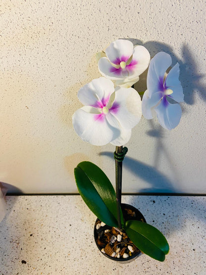 Phal. King Car Lollipop #57