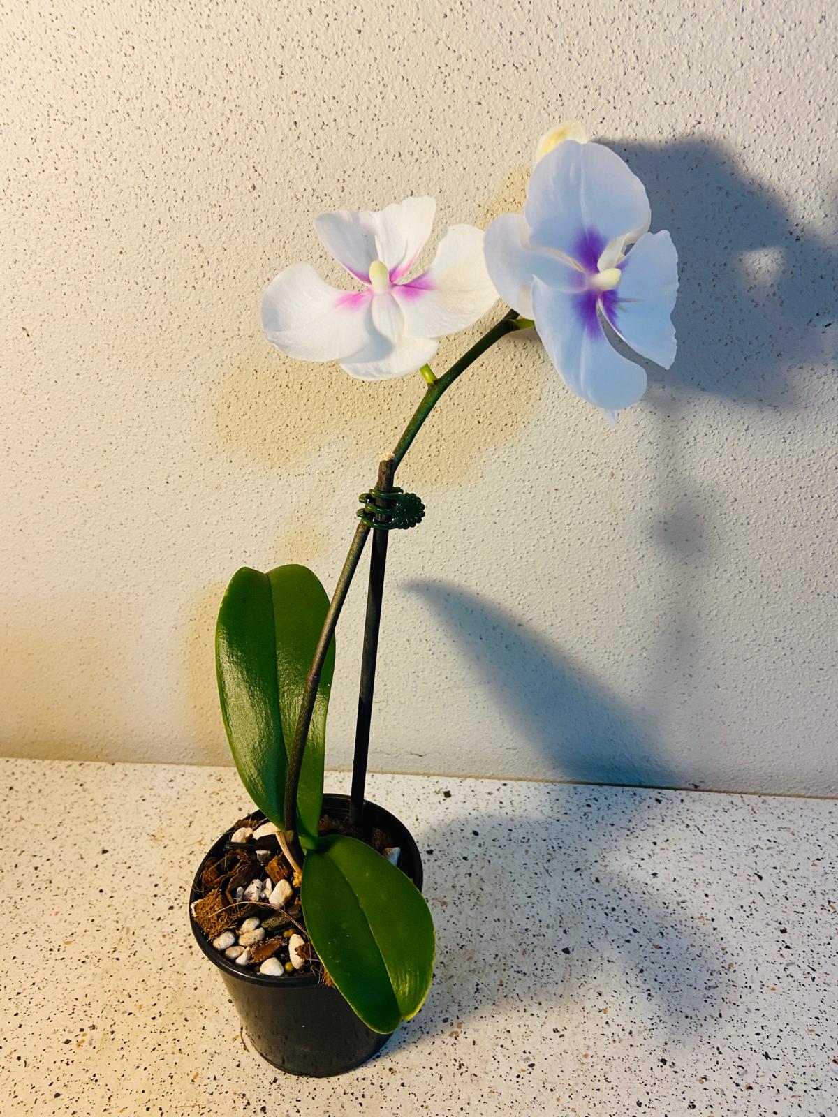 Phal. King Car Lollipop #57