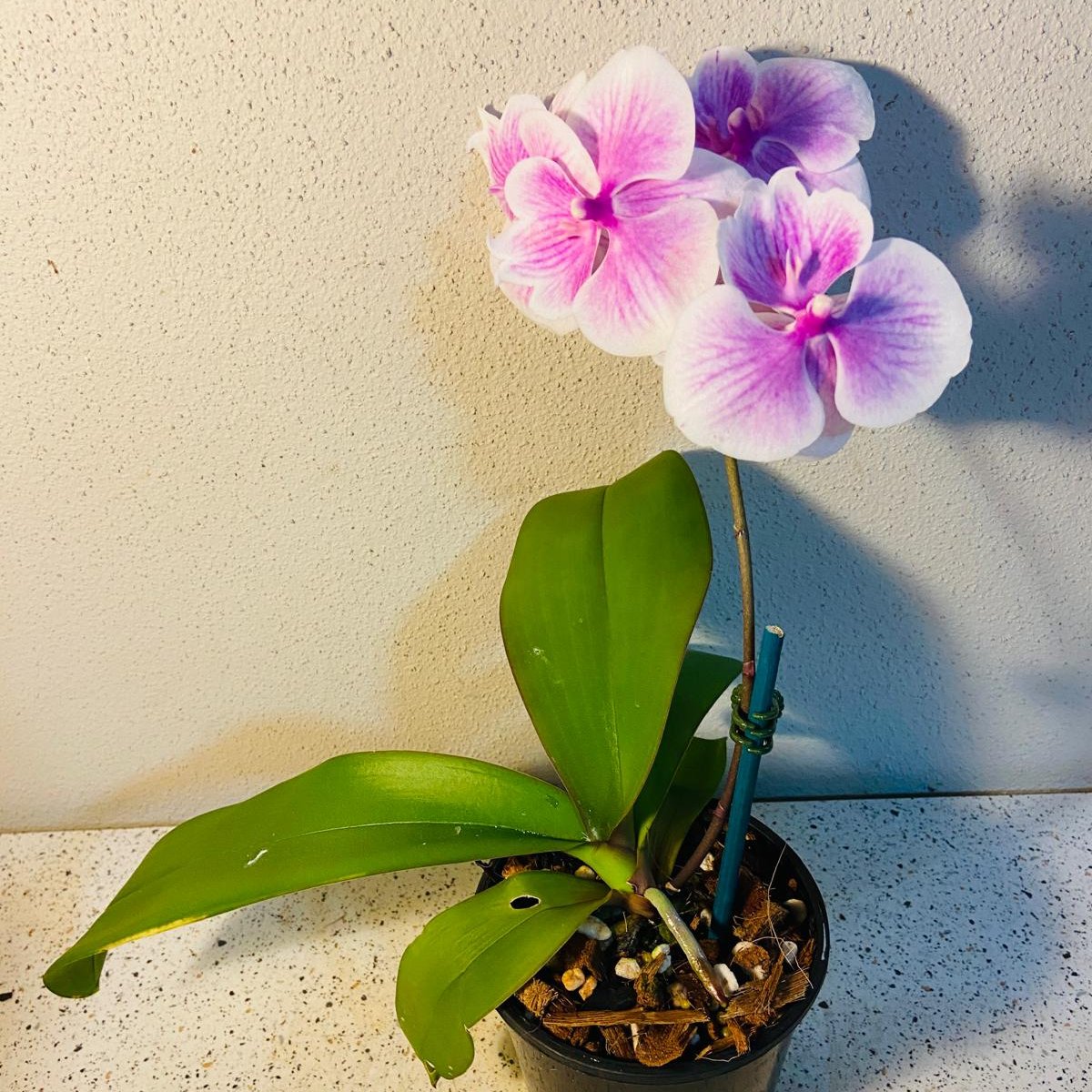 Phal. Tying Shin Rose Parade #60