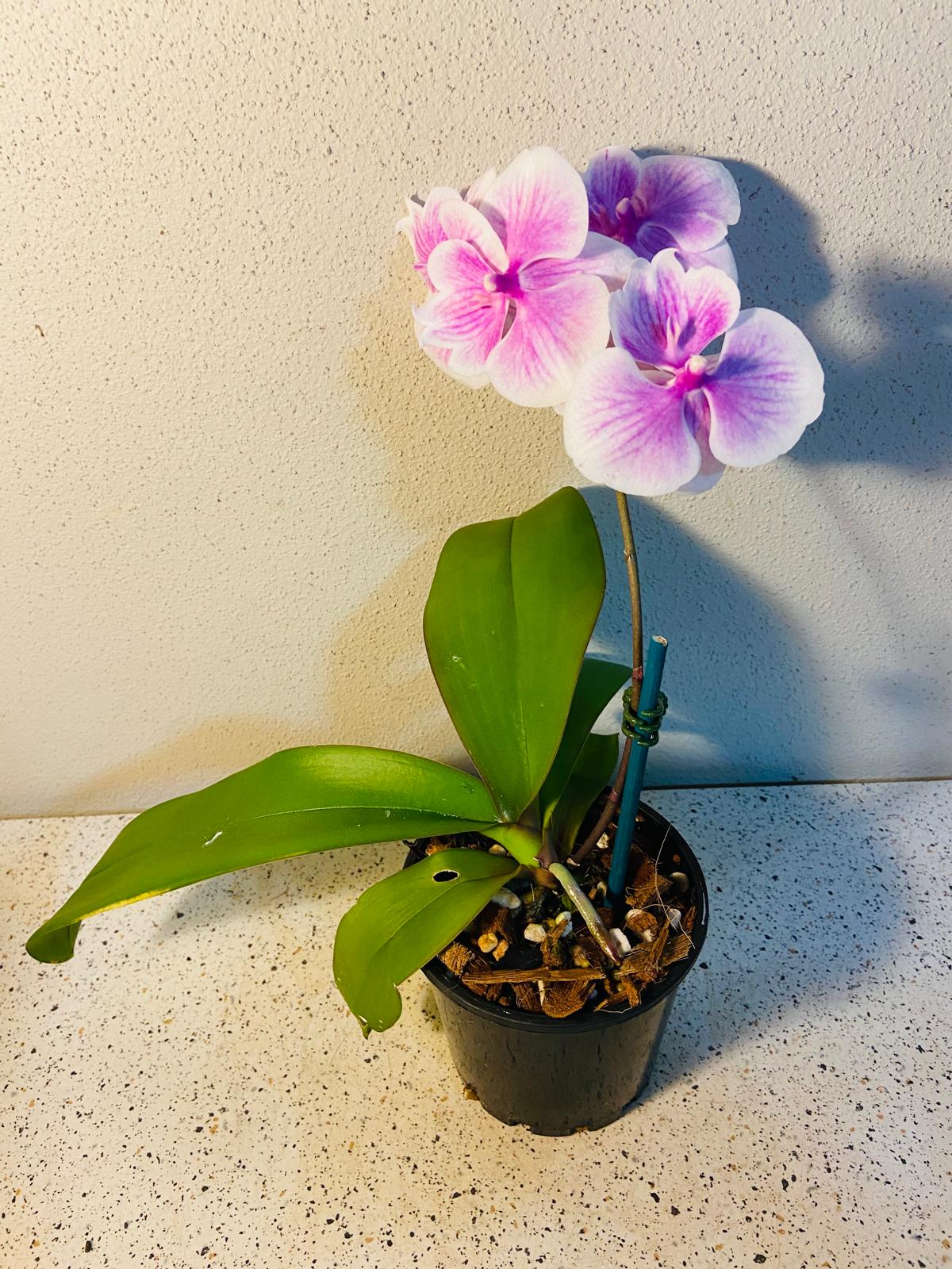 Phal. Tying Shin Rose Parade #60