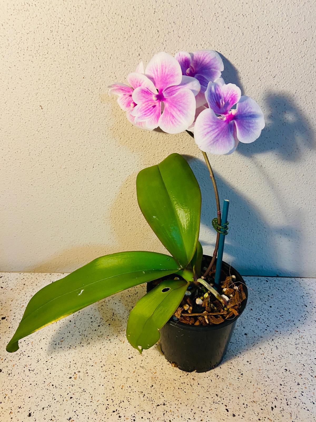 Phal. Tying Shin Rose Parade #60