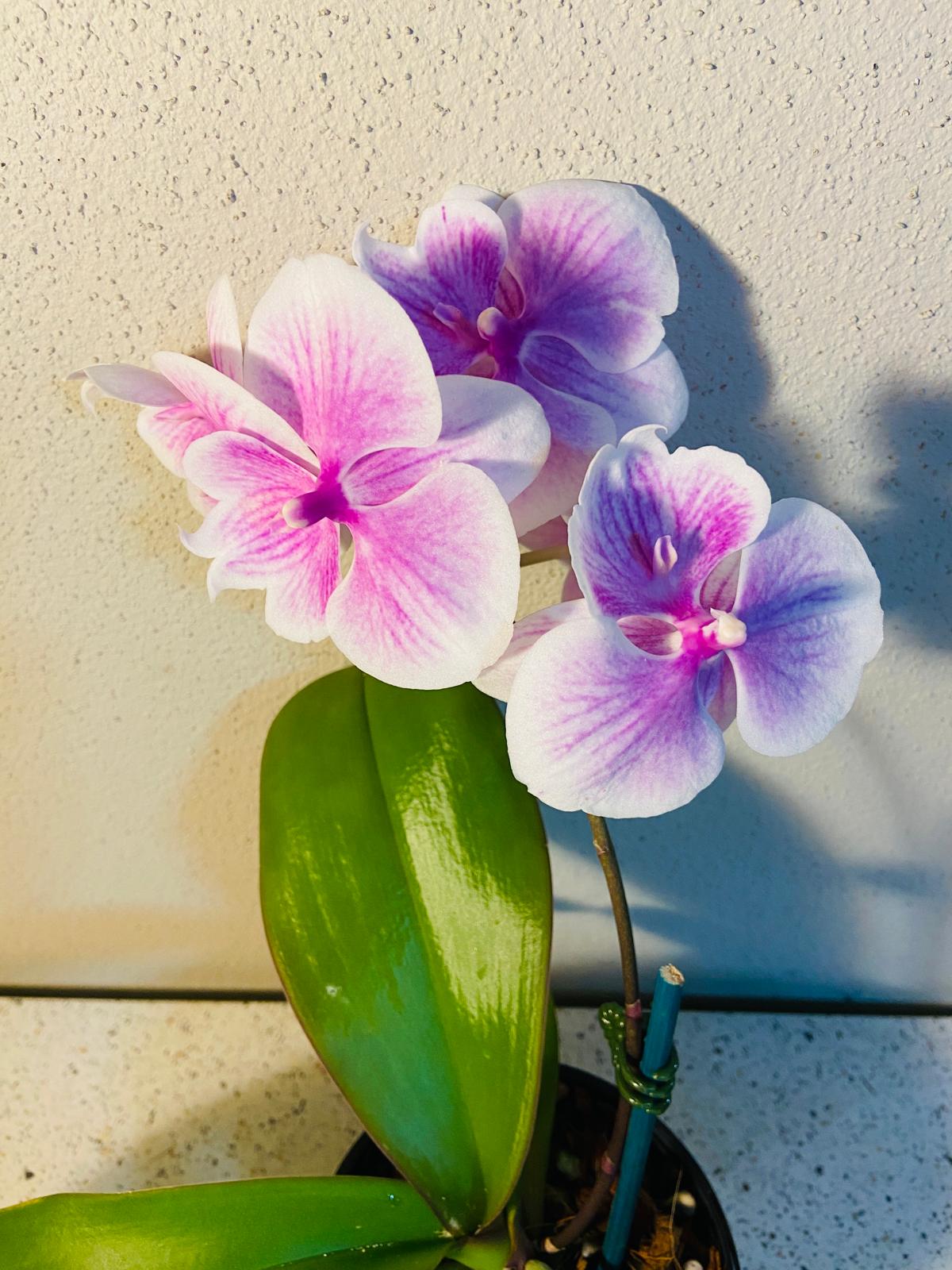 Phal. Tying Shin Rose Parade #60