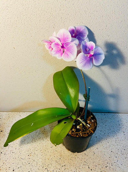 Phal. Tying Shin Rose Parade #60