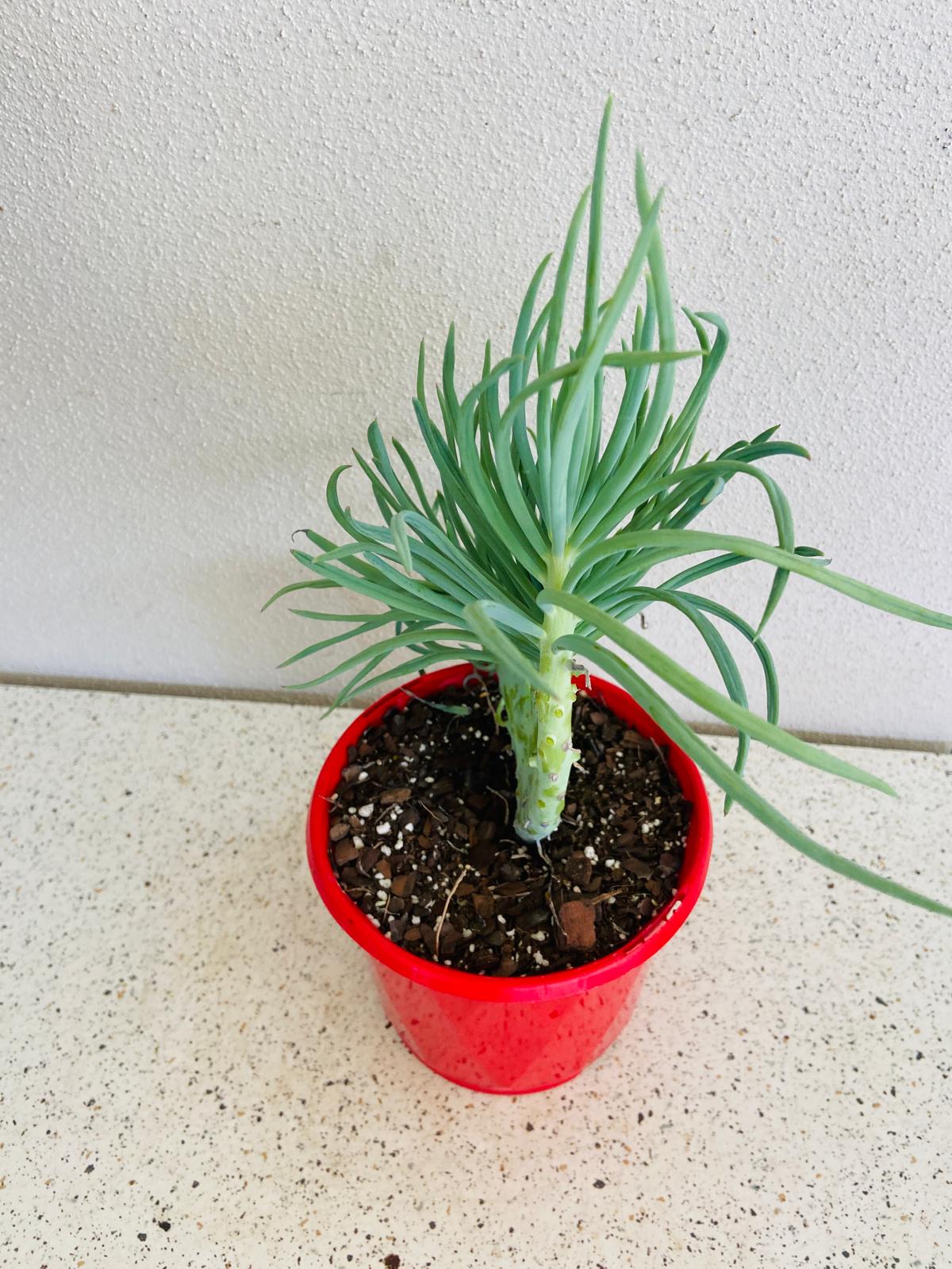 Mermaid Tail : Crested Senecio Talinoides - Narrow Leaf Chalk Stick #1