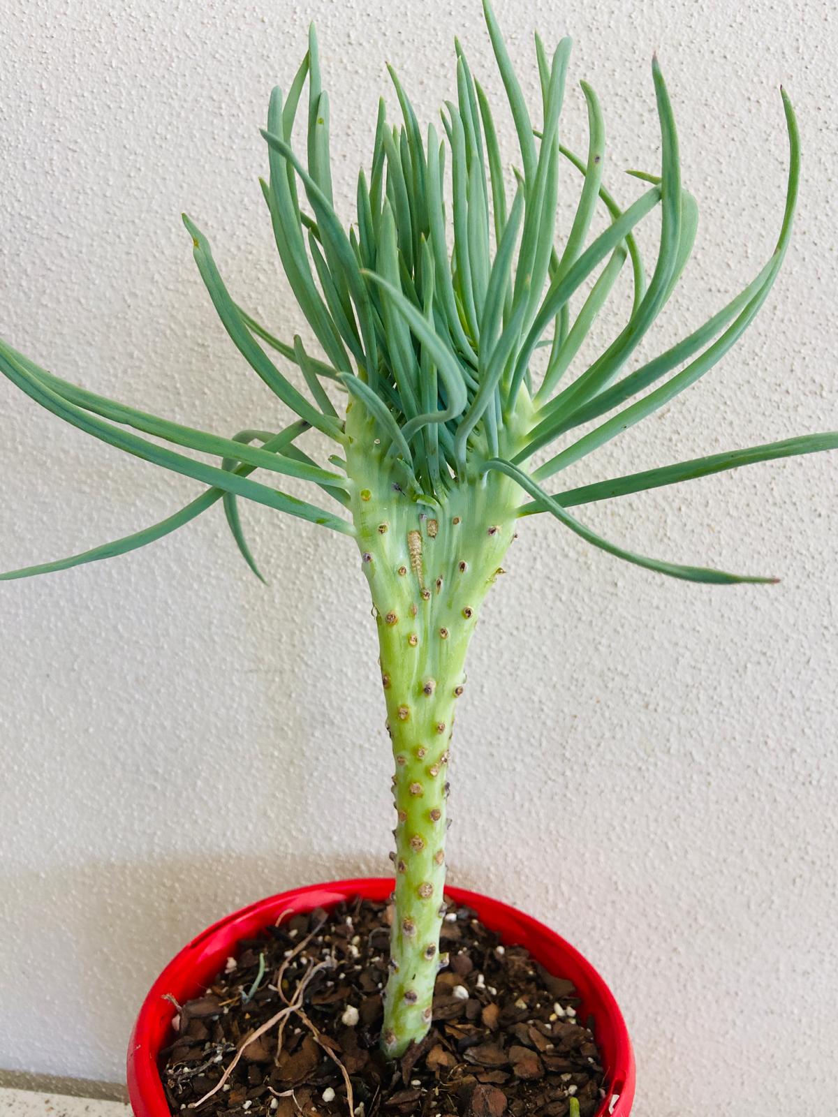 Mermaid Tail : Crested Senecio Talinoides - Narrow Leaf Chalk Stick #2