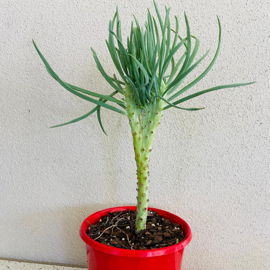 Mermaid Tail : Crested Senecio Talinoides - Narrow Leaf Chalk Stick #2