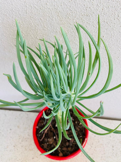 Mermaid Tail : Crested Senecio Talinoides - Narrow Leaf Chalk Stick #2