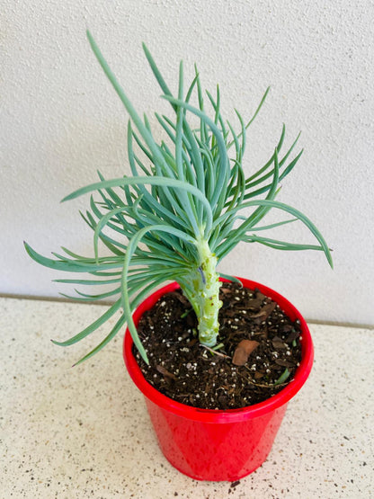 Mermaid Tail : Crested Senecio Talinoides - Narrow Leaf Chalk Stick #4