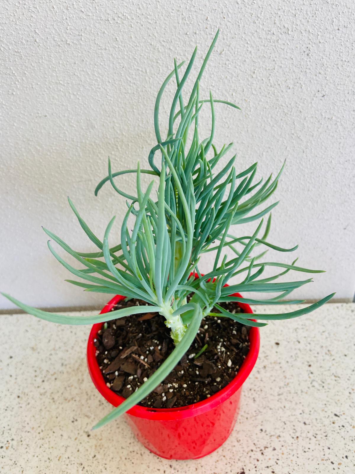 Mermaid Tail : Crested Senecio Talinoides - Narrow Leaf Chalk Stick #4