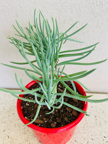 Mermaid Tail : Crested Senecio Talinoides - Narrow Leaf Chalk Stick #5