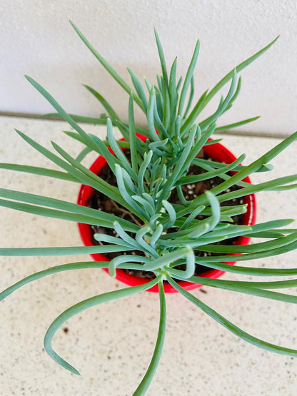 Mermaid Tail : Crested Senecio Talinoides - Narrow Leaf Chalk Stick #5