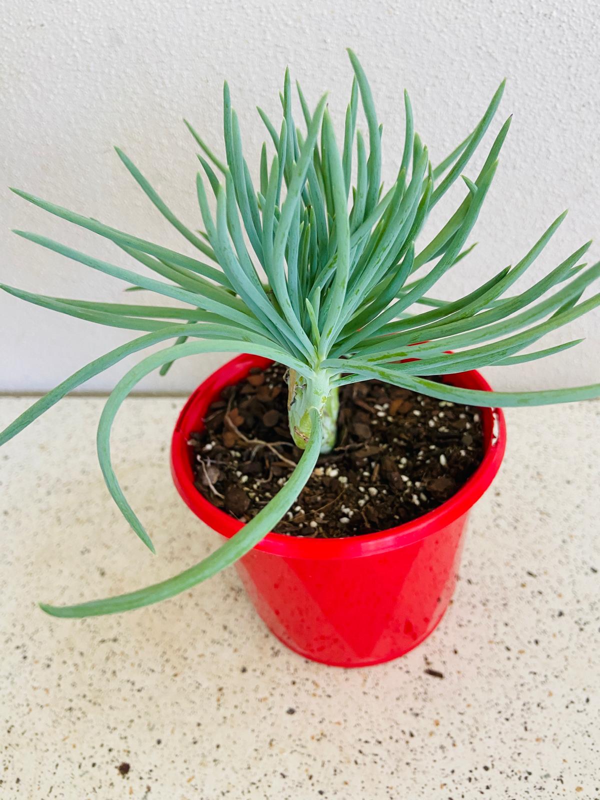 Mermaid Tail : Crested Senecio Talinoides - Narrow Leaf Chalk Stick #5