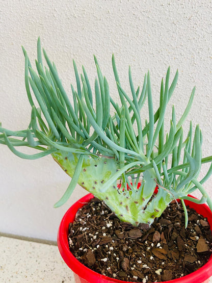 Mermaid Tail : Crested Senecio Talinoides - Narrow Leaf Chalk Stick #5