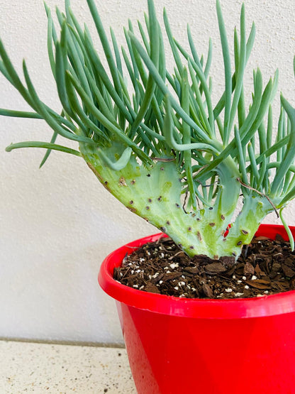 Mermaid Tail : Crested Senecio Talinoides - Narrow Leaf Chalk Stick #5