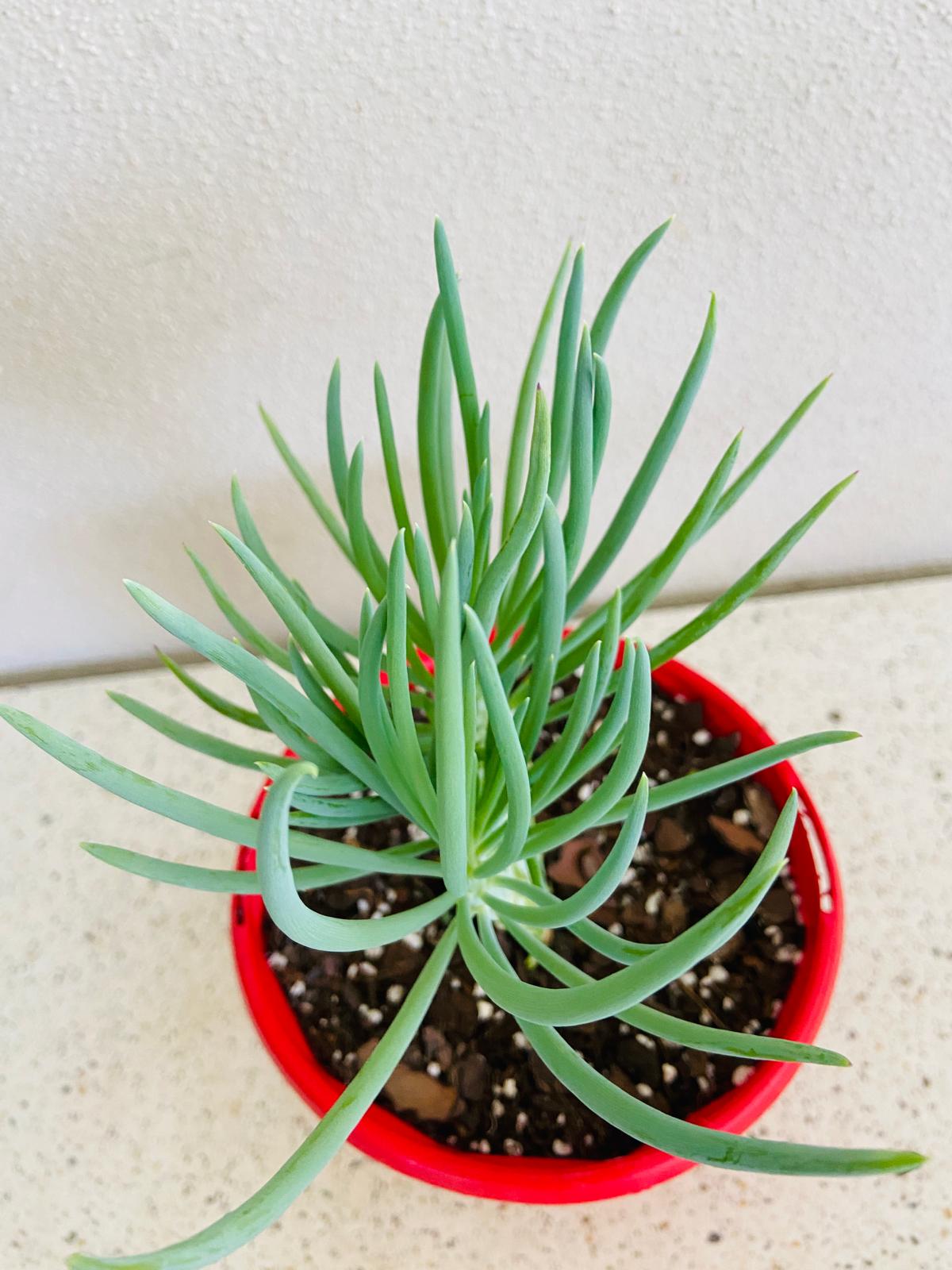 Mermaid Tail : Crested Senecio Talinoides - Narrow Leaf Chalk Stick #6